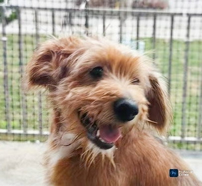 Finn (China) - arr Apr 18, an adoptable Poodle in LANGLEY, BC