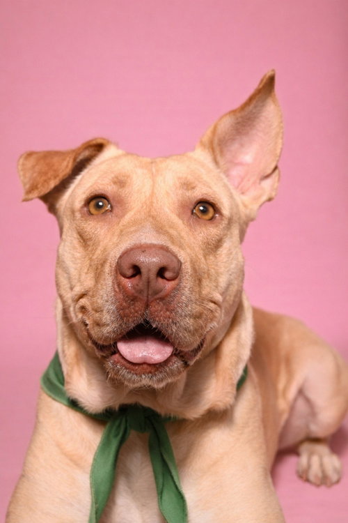 CLEOPATRA (Courtesy Post), an adoptable Pit Bull Terrier in LANGLEY, BC
