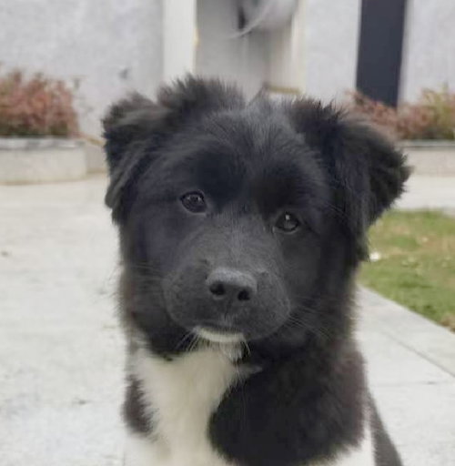 PAWKETS (China), an adoptable Spitz in LANGLEY, BC