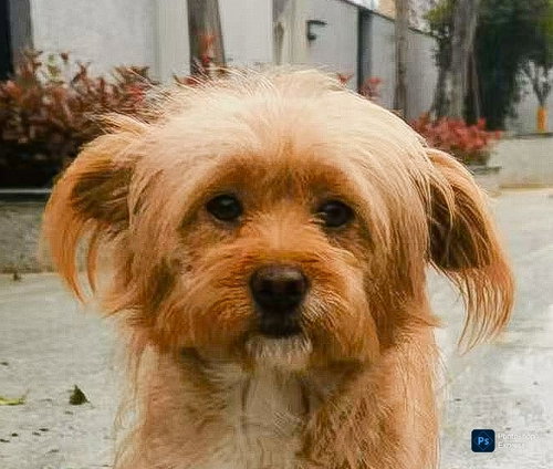 Sammie (China), an adoptable Poodle in LANGLEY, BC