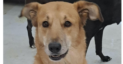 CLANCEY (Mid East) kt - Tripaw
