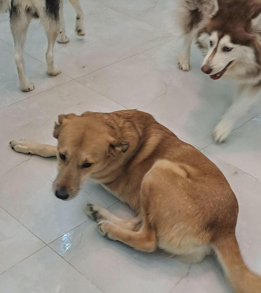 CLANCEY (Mid East) kt - Tripaw