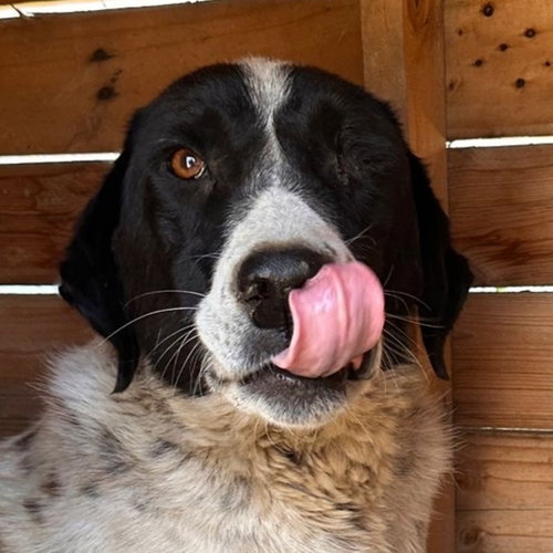 BENEKLI (Turkey) yo, an adoptable German Shorthaired Pointer in LANGLEY, BC