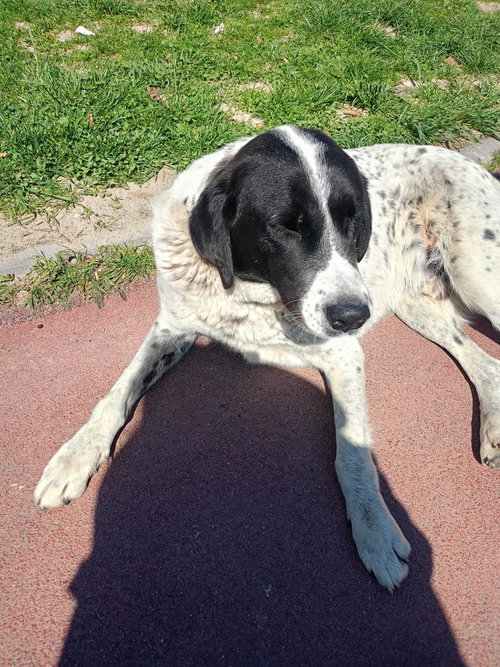 BENEKLI (TURKEY) KT - German Shorthaired Pointer / Akbash available for adoption