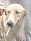 LOKUM (Turkey) kt - Photo 1