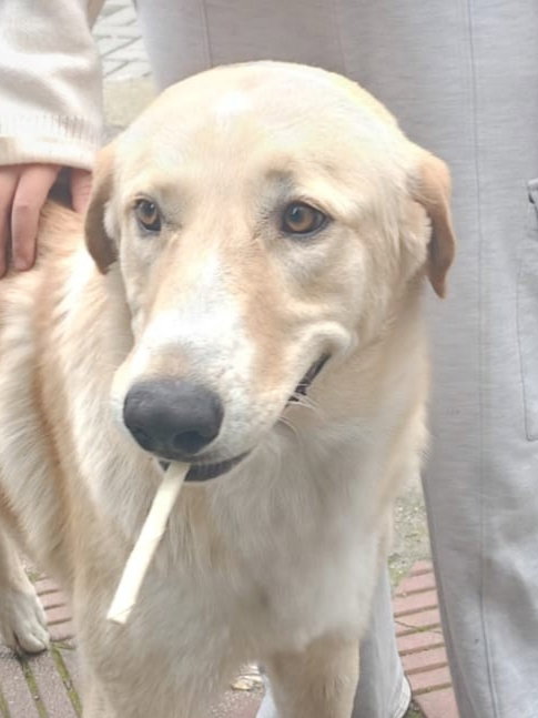 LOKUM (TURKEY) KT - Golden Retriever available for adoption