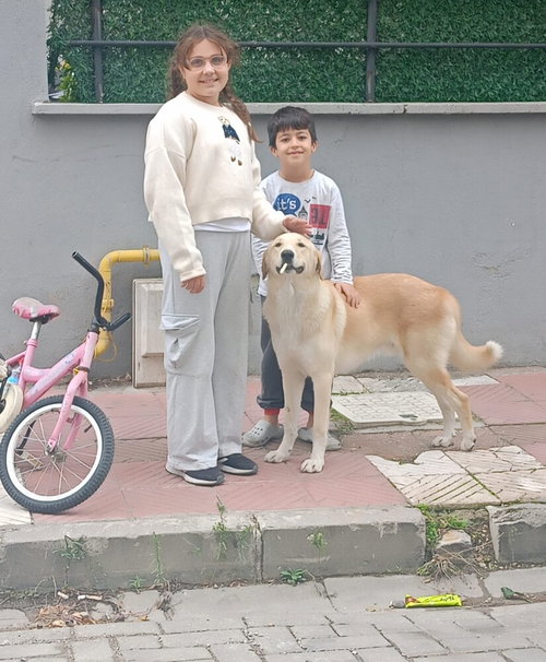 LOKUM (TURKEY) KT - Golden Retriever available for adoption