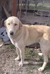 LOKUM (Turkey) kt - Photo 3