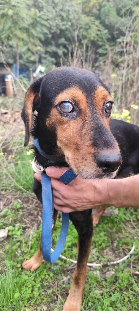 MAVI (Turkey) kt - vision impaired