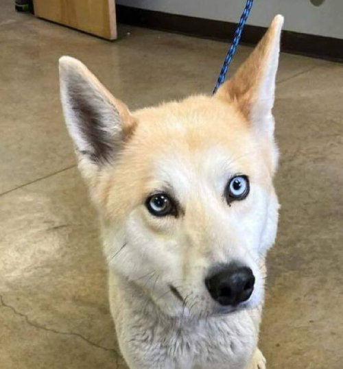 COBBLER (US, N Mex) yo, an adoptable Husky in LANGLEY, BC