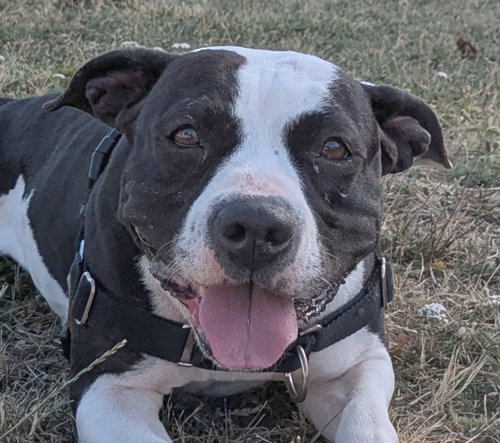 JUNI (LOCAL - LANGFORD) COURTESY POST - Pit Bull Terrier / Staffordshire Bull Terrier available for adoption