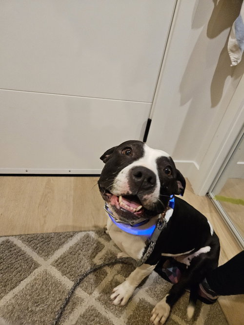 JUNI (LOCAL - LANGFORD) COURTESY POST - Pit Bull Terrier / Staffordshire Bull Terrier available for adoption