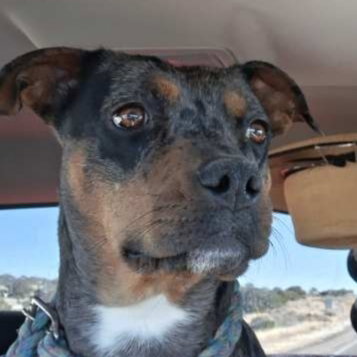 KOCO (US, New Mexico) yo Image