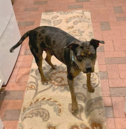 KOCO (US, NEW MEXICO) YO - Catahoula Leopard Dog / Staffordshire Bull Terrier available for adoption