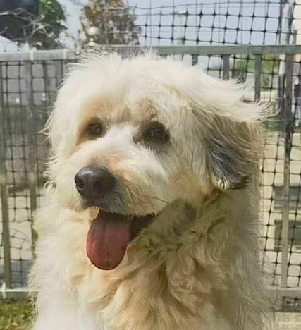 TUCKER (Local in Vancouver) ns, an adoptable Poodle in LANGLEY, BC