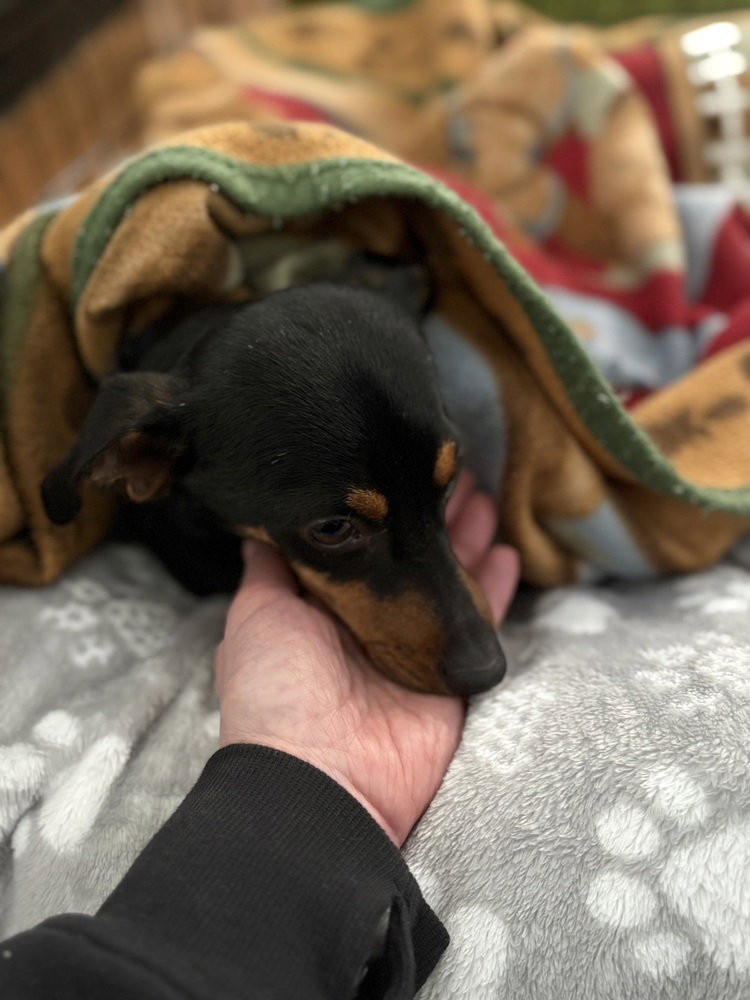 RUPERT (local) ky