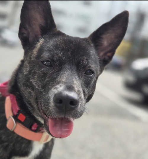 Yulie (S. Korea) HZ, an adoptable Jindo in LANGLEY, BC