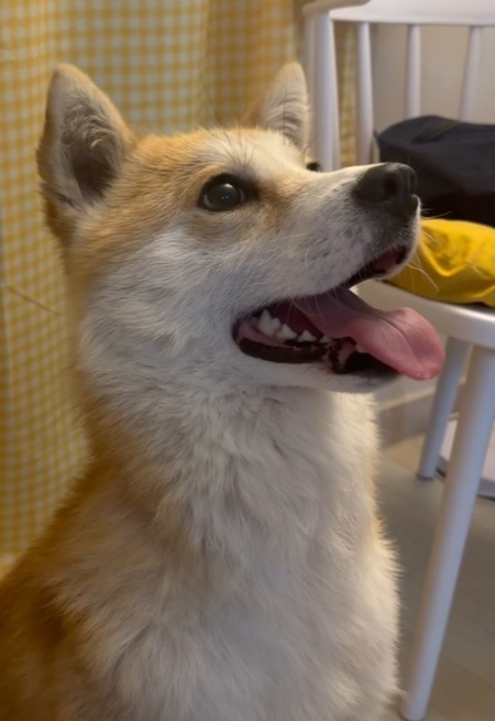 WINTER (S. Korea) as, an adoptable Jindo in LANGLEY, BC