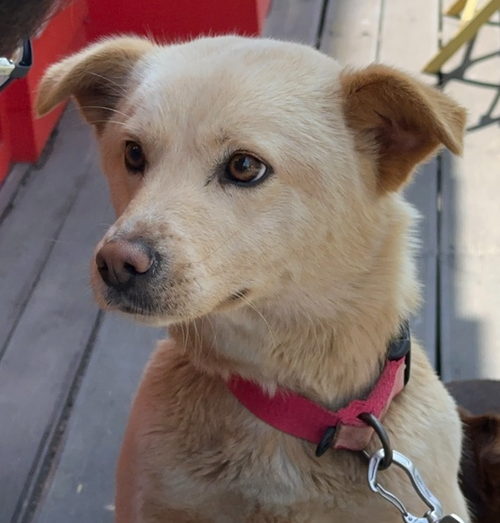 RABBIT (S. Korea) as, an adoptable Jindo in LANGLEY, BC