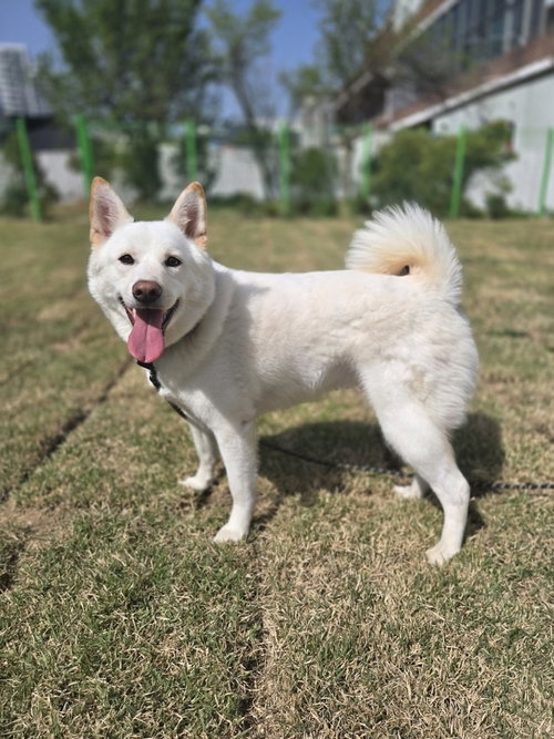 Haetnim (Korea) lp, an adoptable Jindo in LANGLEY, BC
