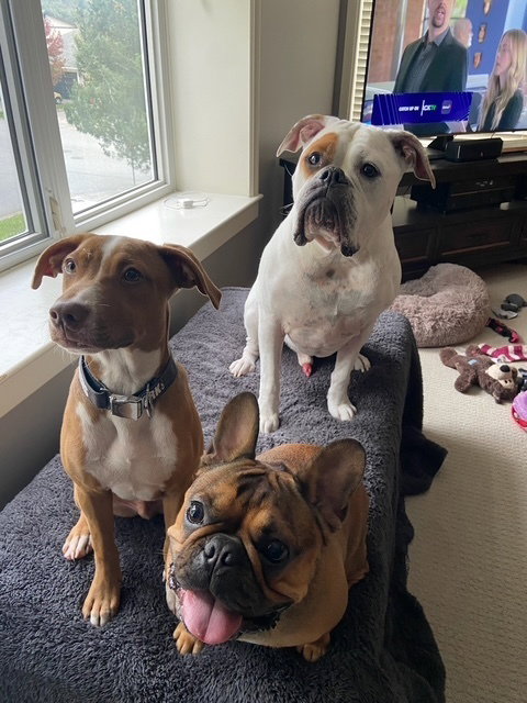 SCOUT (Courtesy Post) Abbotsford