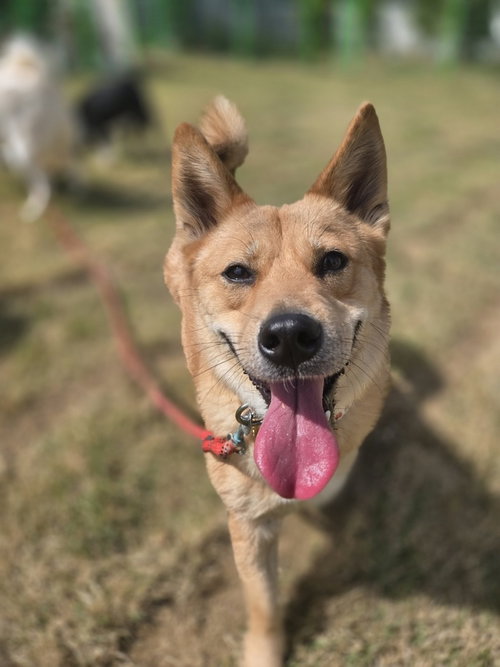 Milo (Korea) lp, an adoptable Jindo in LANGLEY, BC