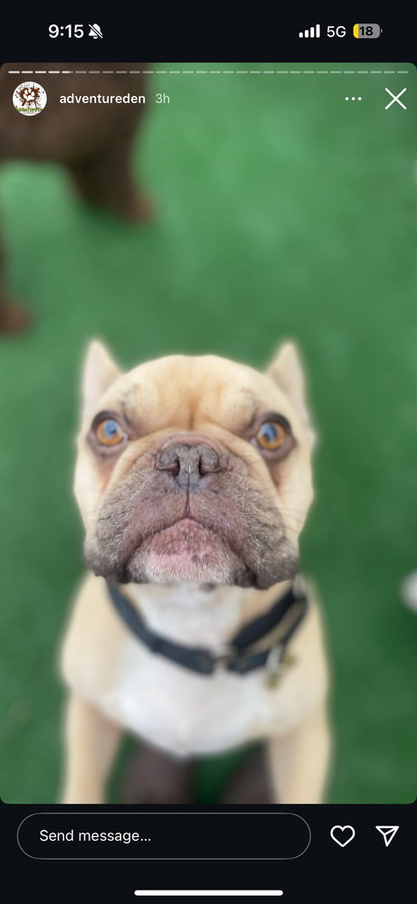 Drako (Courtesy Post), an adoptable French Bulldog in LANGLEY, BC