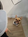 Drako (Courtesy Post) - Photo 2