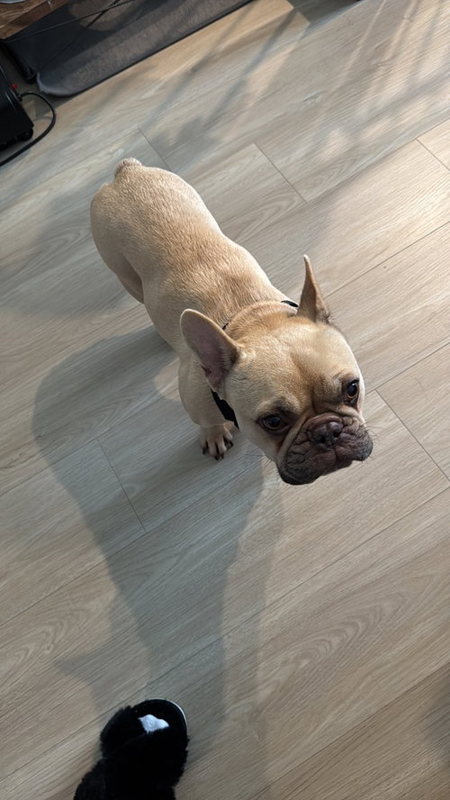Drako, photo 4