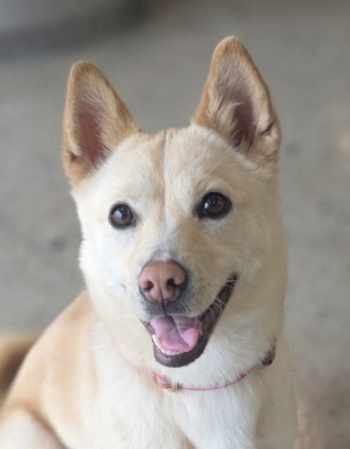 Meadow (S. Korea) HZ, an adoptable Jindo in LANGLEY, BC