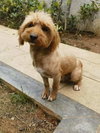 DiDi (China) ns - can arrv soon - Photo 1