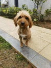 DiDi (China) ns - can arrv soon - Photo 3