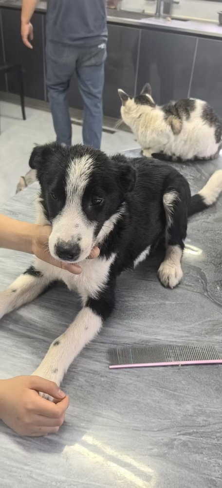 CLOVER - (China) - can arrive soon - sf, an adoptable Border Collie in LANGLEY, BC