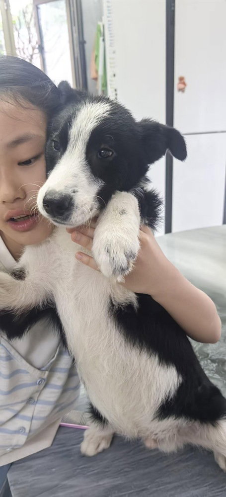 CLOVER - (CHINA) - CAN ARRIVE SOON - SF - Border Collie available for adoption