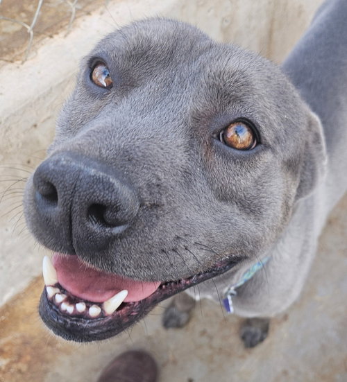 BODHI (local, Vanc Isl) yo, an adoptable Pit Bull Terrier in LANGLEY, BC