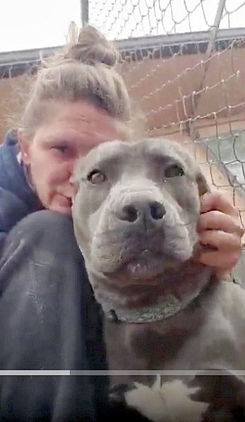 BODHI (LOCAL, VANC ISL) YO - Pit Bull Terrier / Cane Corso Mastiff available for adoption