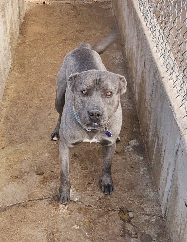 BODHI (local, Vanc) yo