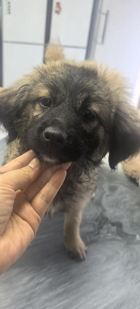 Twinkles - (China) - can fly soon - sf, an adoptable Terrier in LANGLEY, BC