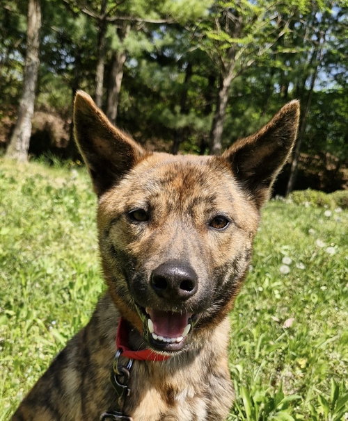 Wallace (S. Korea) HZ, an adoptable Jindo in LANGLEY, BC