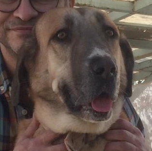 SWEET (Mid -East) yo, an adoptable Golden Retriever in LANGLEY, BC