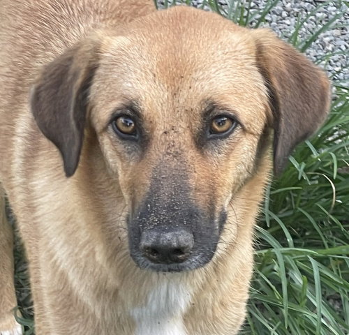 BRYNDA (Rep of Georgia) kt, an adoptable Golden Retriever in LANGLEY, BC