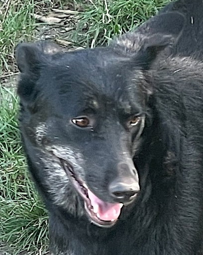 TOODLES (Rep of Georgia) kt
