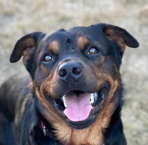 BEAR - (Vanc. Island) - sf/jo, an adoptable Rottweiler in LANGLEY, BC