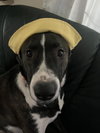 LAYLA - Local - sf - Photo 1