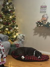 LAYLA - Local - sf - Photo 2