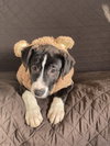 LAYLA - Local - sf - Photo 4