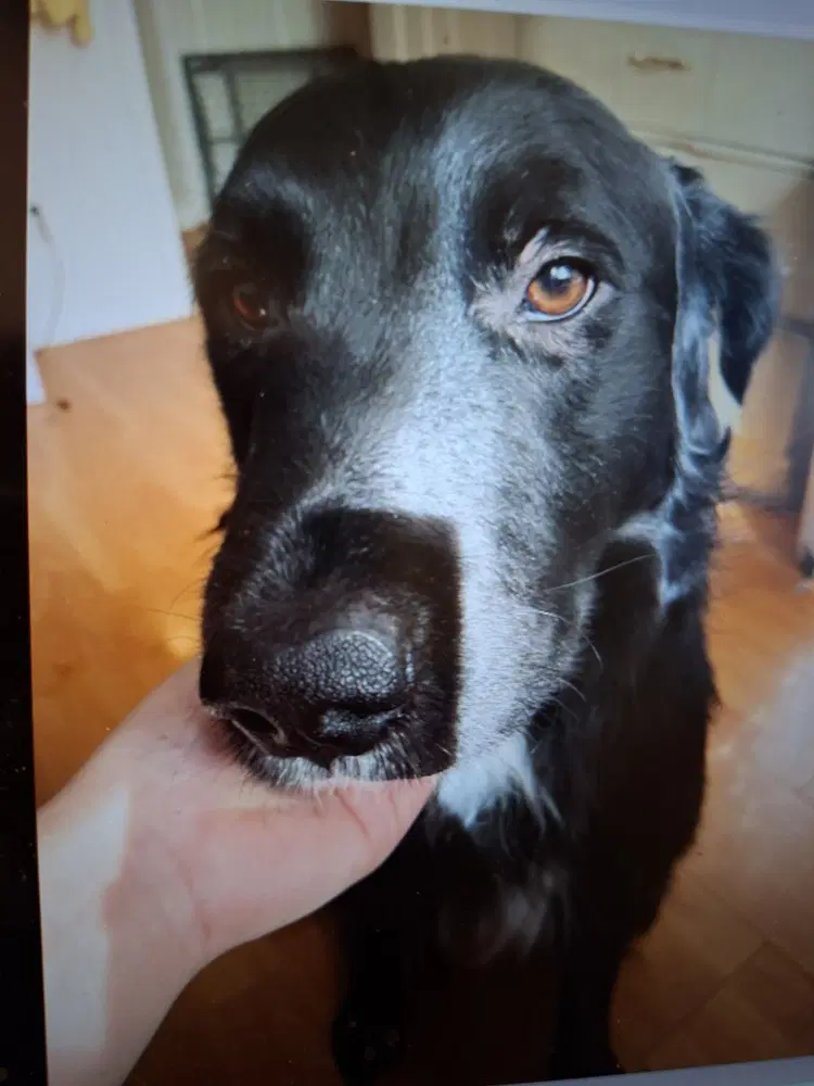 Shadow - Local - Sf - Newfoundland Dog