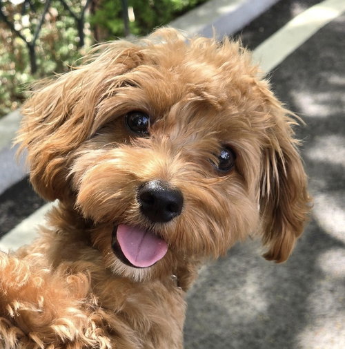 Freesia (local) hz *Pending Adoption*