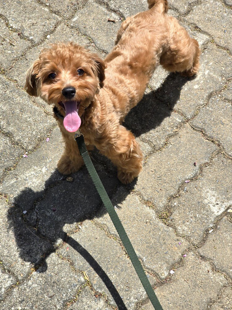 Freesia (local) hz *Pending Adoption*