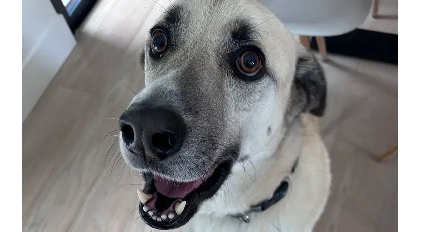 Mr Murray Courtesy Post - Labrador Retriever